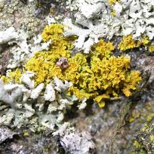 Attēlu rezultāti vaicājumam “Xanthoria candelaria”