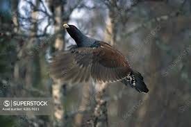 Attēlu rezultāti vaicājumam “Tetrao urogallus male”