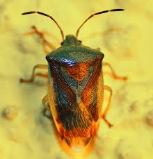 Attēlu rezultāti vaicājumam “Elasmostethus interstinctus”