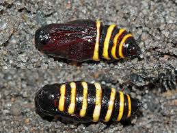 Attēlu rezultāti vaicājumam “Abraxas grossulariata pupa”