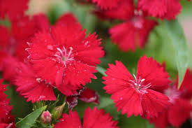 Attēlu rezultāti vaicājumam “Dianthus deltoides”