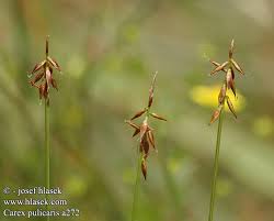 Attēlu rezultāti vaicājumam “Carex pulicaris”