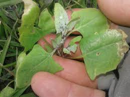 Attēlu rezultāti vaicājumam “Atriplex calotheca leaf”