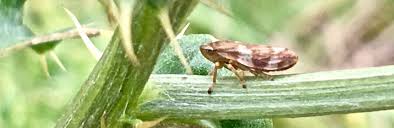 Attēlu rezultāti vaicājumam “Philaenus spumarius nymph”