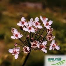 Attēlu rezultāti vaicājumam “Butomus umbellatus fruit”