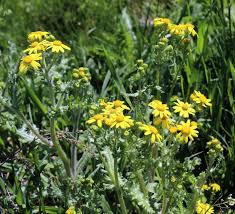 Attēlu rezultāti vaicājumam “Senecio vernalis leaf”
