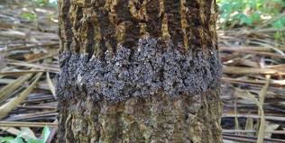 Attēlu rezultāti vaicājumam “Didymium difforme sessile”