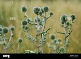 Attēlu rezultāti vaicājumam “Echinops sphaerocephalus flower”