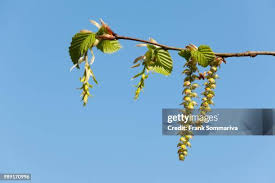 Attēlu rezultāti vaicājumam “Carpinus betulus male flower”