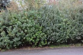 Attēlu rezultāti vaicājumam “Caragana arborescens”