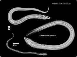 Image result for Anguilla anguilla