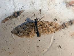 Attēlu rezultāti vaicājumam “Eupithecia lanceata”