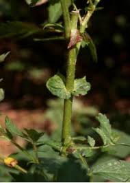 Attēlu rezultāti vaicājumam “Agrimonia pilosa”