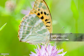 Attēlu rezultāti vaicājumam “Argynnis laodice underside”