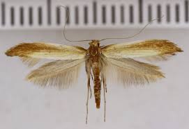 Attēlu rezultāti vaicājumam “Gracillariidae”