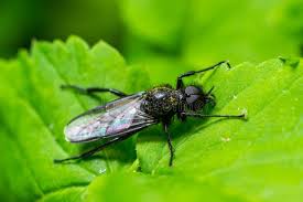 Attēlu rezultāti vaicājumam “Bibionidae”