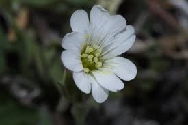 Attēlu rezultāti vaicājumam “Cerastium arvense flower”