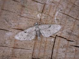 Attēlu rezultāti vaicājumam “Eupithecia pusillata”