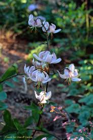 Image result for Lilium martagon `Manitoba Fox`