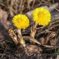 Attēlu rezultāti vaicājumam “Tussilago farfara flower”