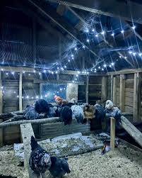 Attēlu rezultāti vaicājumam “Crex crex eggs”