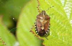 Attēlu rezultāti vaicājumam “Acalitus longisetosus”