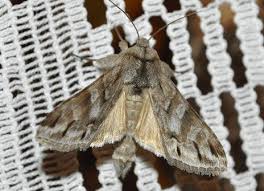 Attēlu rezultāti vaicājumam “Cucullia fraudatrix”