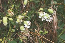 Attēlu rezultāti vaicājumam “Silene vulgaris”