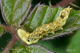 Attēlu rezultāti vaicājumam “Thyatira batis larva”