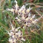 Attēlu rezultāti vaicājumam “Juncus squarrosus fruit”