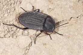 Attēlu rezultāti vaicājumam “Silpha sp.”