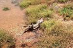 Jacaranda FM Mobi site - Snake battles croc to the death (Pics)