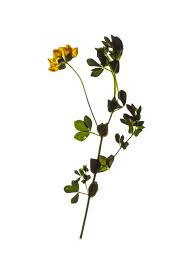 Attēlu rezultāti vaicājumam “Ononis arvensis flower”