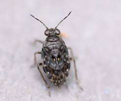 Attēlu rezultāti vaicājumam “Saldula saltatoria”