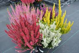 Attēlu rezultāti vaicājumam “Calluna vulgaris bud”