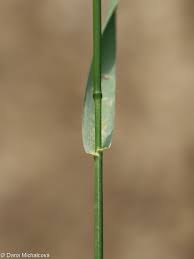 Attēlu rezultāti vaicājumam “Elymus caninus fruit”