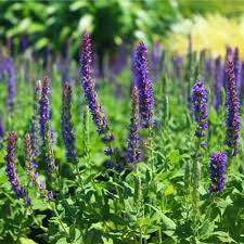 Image result for Salvia nemorosa