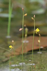 Attēlu rezultāti vaicājumam “Utricularia minor bud”