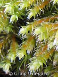 Attēlu rezultāti vaicājumam “Hedwigia ciliata”