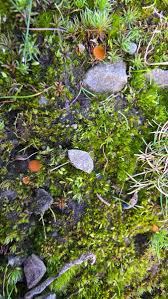 Attēlu rezultāti vaicājumam “Octospora humosa”