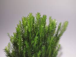 Attēlu rezultāti vaicājumam “Fissidens adianthoides”