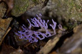 Attēlu rezultāti vaicājumam “Ramariopsis pulchella”