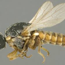 Attēlu rezultāti vaicājumam “Metatrichia sp.”