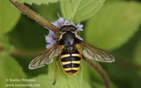 Attēlu rezultāti vaicājumam “Sericomyia silentis”