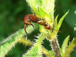 Attēlu rezultāti vaicājumam “Forficula auricularia male”