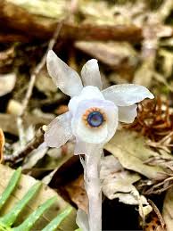 Image result for ギンリョウソウ