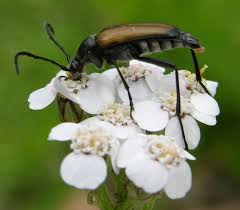 Attēlu rezultāti vaicājumam “Anastrangalia sanguinolenta male”