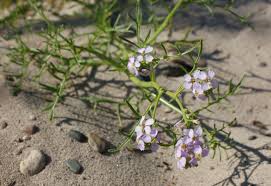 Attēlu rezultāti vaicājumam “Cakile maritima subsp. baltica flower”