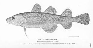 Image result for Microgadus tomcod