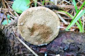 Attēlu rezultāti vaicājumam “Anomoporia bombycina”